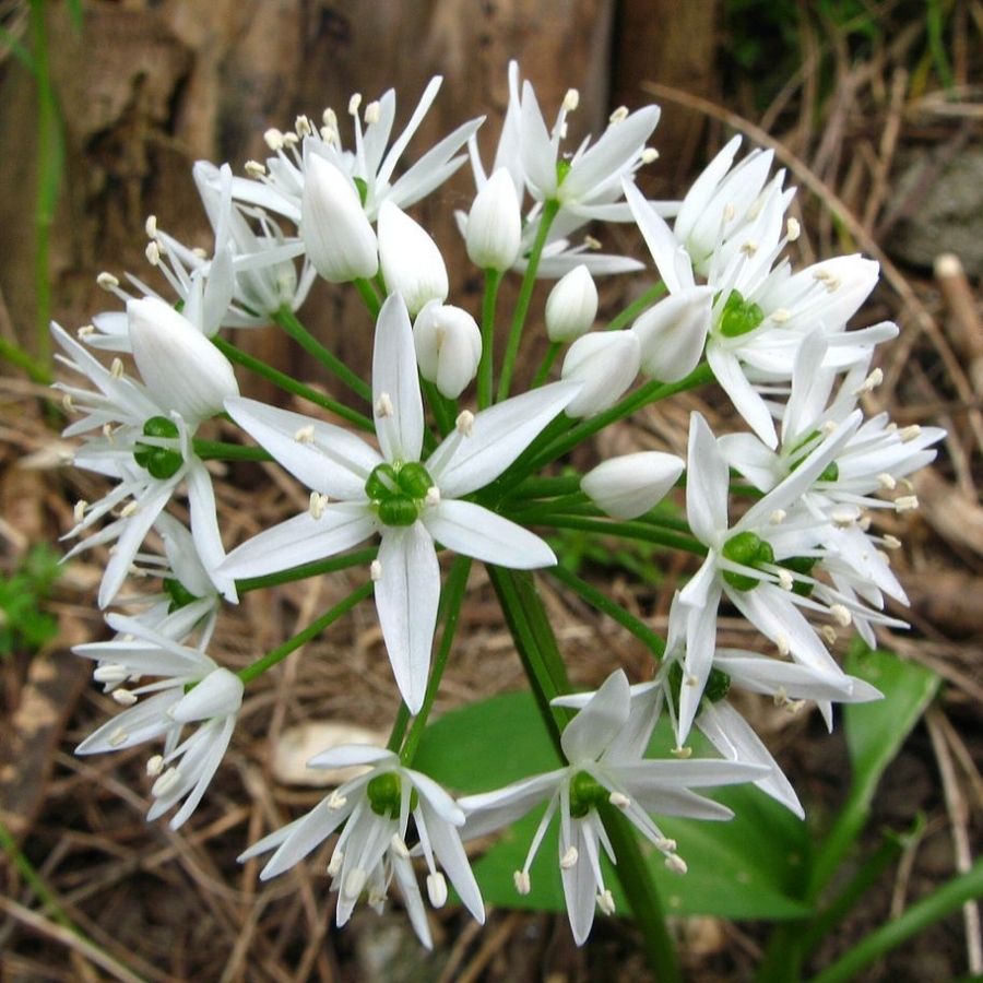 Аллиум медвежий - Dolinasad.by