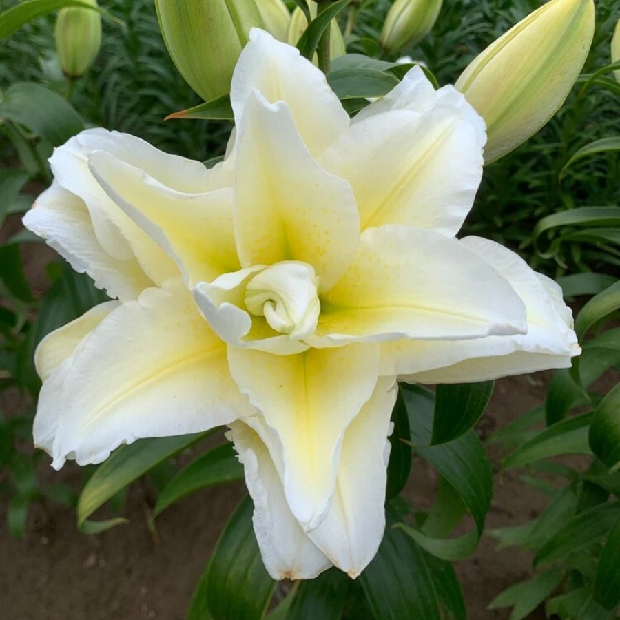 Лилия Роузлили Людвина Лилия Роузлили Людвина - Dolinasad.by