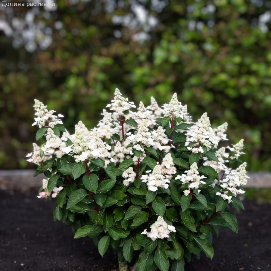 Гортензия метельчатая Инфинити, С2 - Dolinasad.by