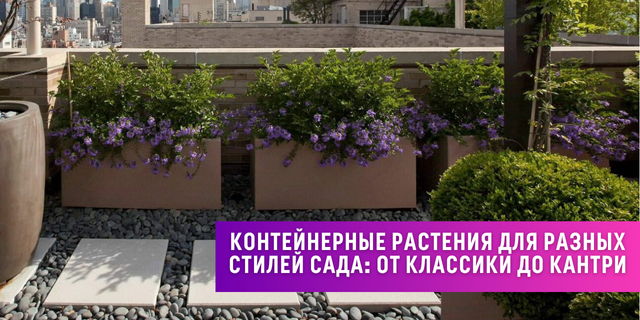 Контейнерные растения для разных стилей сада: от классики до кантри