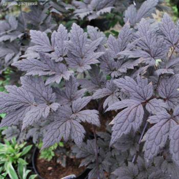 Воронец простой Пинк Спайк - Dolinasad.by