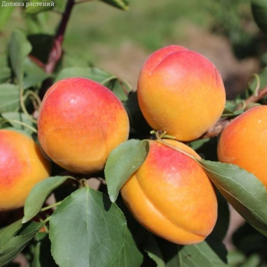 Абрикос Новосадская - Dolinasad.by