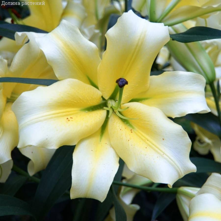 Лилия Конка д’Ор Лилия Конка д’Ор - Dolinasad.by