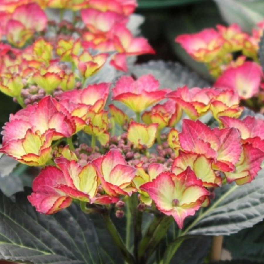 Гортензия крупнолистная Дарк Энджел Гортензия крупнолистная Дарк Энджел - Dolinasad.by