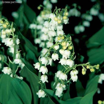 Ландыш майский Бордеаукс - Dolinasad.by