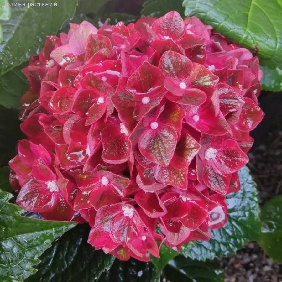 Гортензия крупнолистная Ребелион Чоко Лав Гортензия крупнолистная Ребелион Чоко Лав - Dolinasad.by