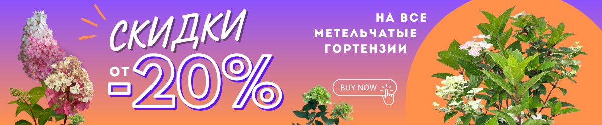 Гортензии -20%