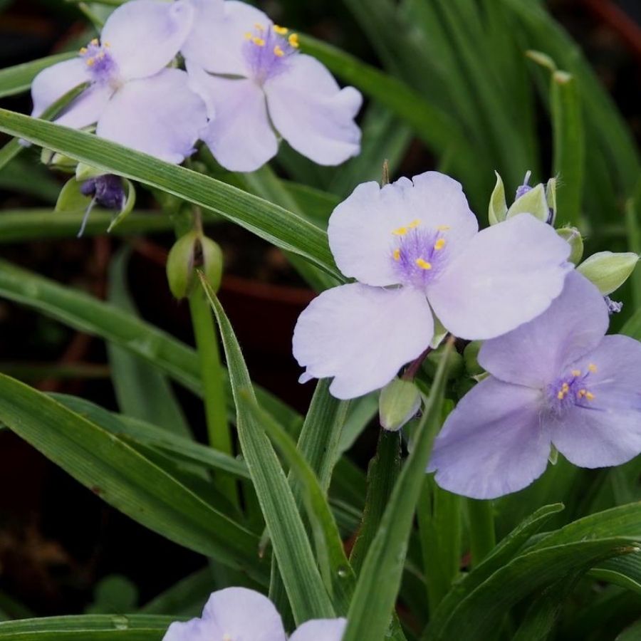 Традесканция андерсона Литл Долл - Dolinasad.by