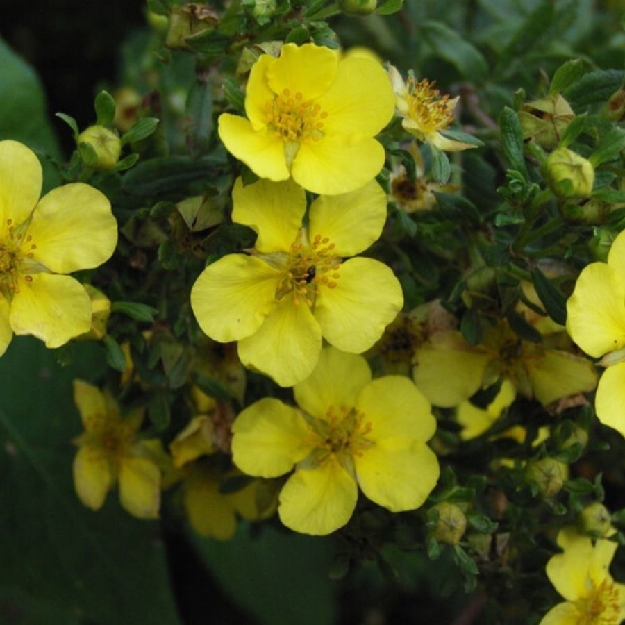 Лапчатка кустарниковая Лонгакр, С3 - Dolinasad.by