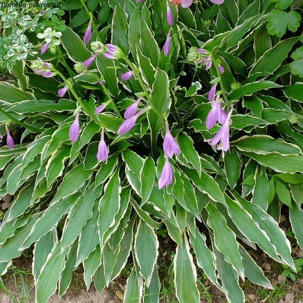 Хоста Стилетто – миниатюрное декоративно-лиственное растение куполовидной формы, вырастающее до 25-35 см в высоту. Листья зеленого цвета, со светлой каймой. Имеют узколанцетную форму с оригинальным, слегка волнистым краем. Цветы светло-лавандовые. Подходи