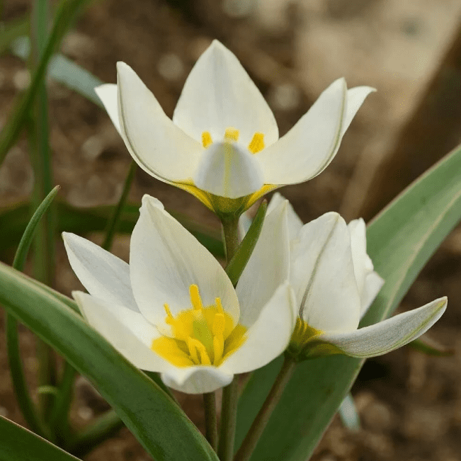 Тюльпан Полихрома фото