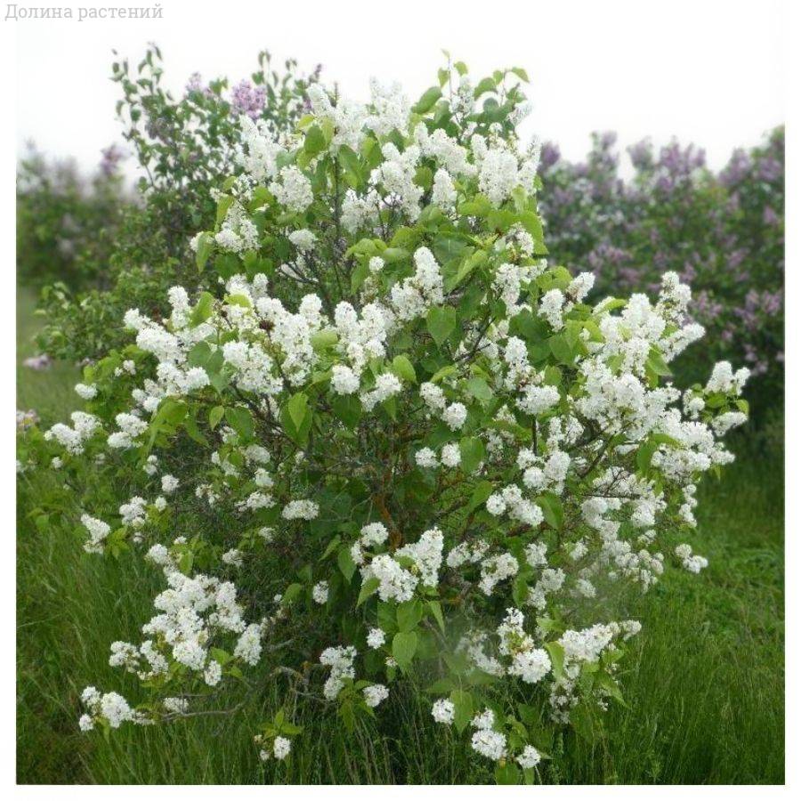 Сирень  Мадам Флорен Степман, С3 - Dolinasad.by