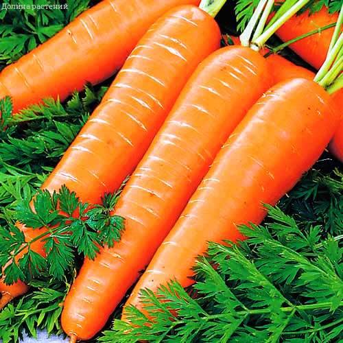 Морковь гранулированная Оранжевый мускат  Н13 фото