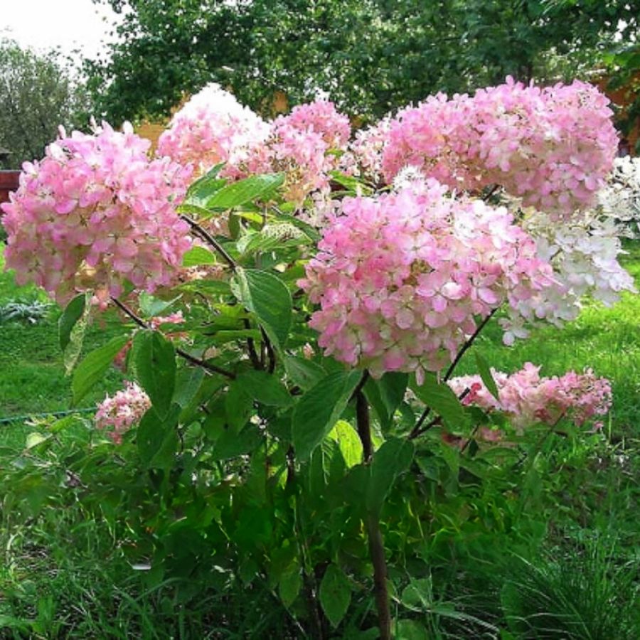 Гортензия метельчатая Грандифлора, С3 - Dolinasad.by