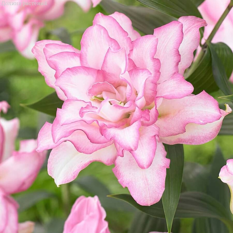 Лилия Роузлили Аннушка Лилия Роузлили Аннушка - Dolinasad.by