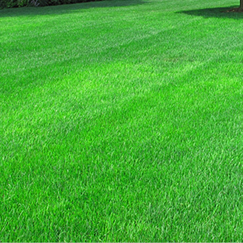 Газонная трава Изумрудная поляна универсальный газон, 1 кг - Dolinasad.by