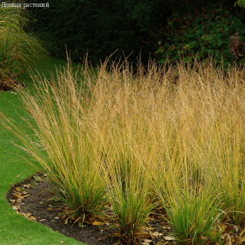 Молиния тростниковая Виндшпиль , C3 фото