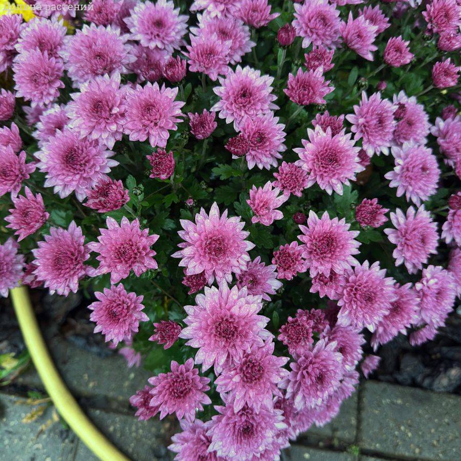 Хризантема мультифлора Пинк - Dolinasad.by