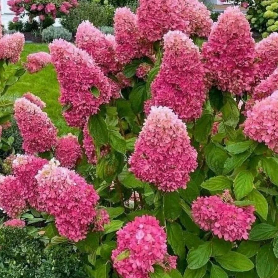 Гортензия метельчатая Дегудо, С3 - Dolinasad.by