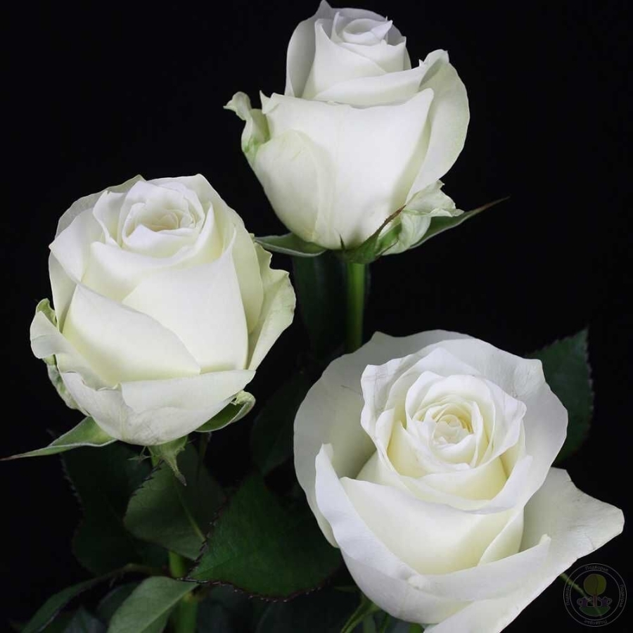 Роза Прауд - Dolinasad.by