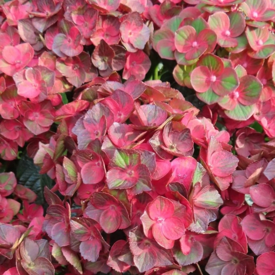 Гортензия крупнолистная Ребелион Чоко Лав Гортензия крупнолистная Ребелион Чоко Лав - Dolinasad.by