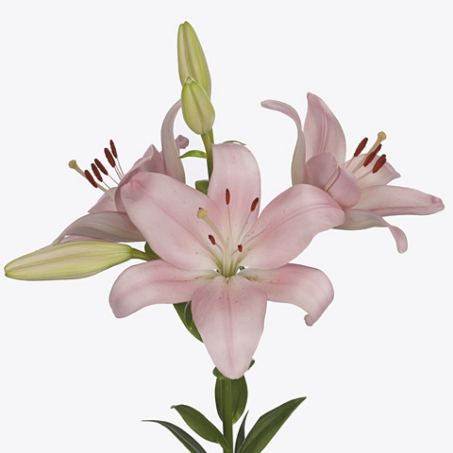 Лилия Пачано - Dolinasad.by