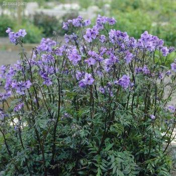 Синюха езоэнская Брессинхам Пурпл - Dolinasad.by