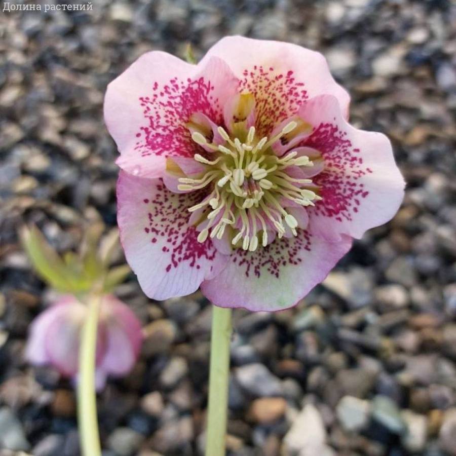 Морозник Пинк Спот - Dolinasad.by