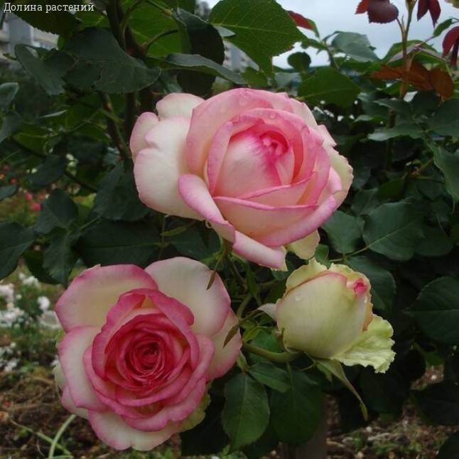 Роза Малибу в горшке - Dolinasad.by