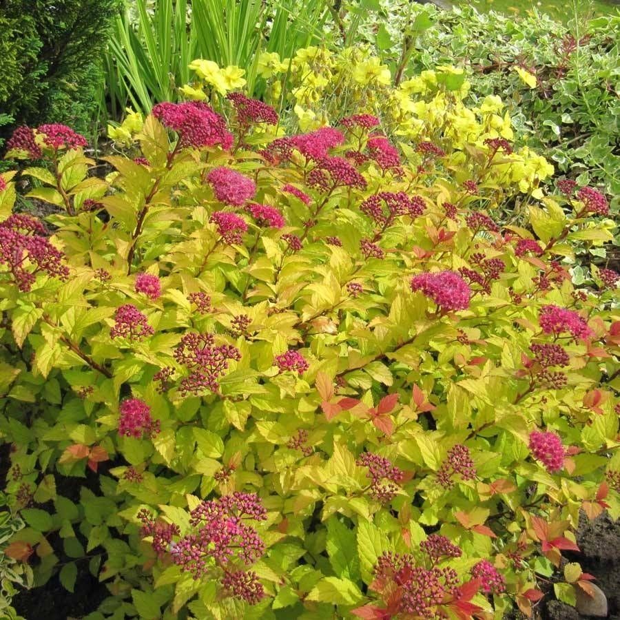 Спирея японская Голден Джек С1,5 - Dolinasad.by