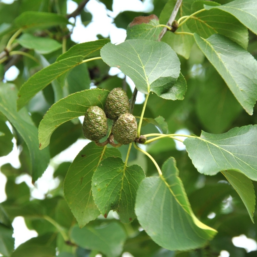 Ольха сердцелистная, С3 - Dolinasad.by