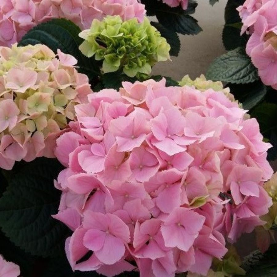 Гортензия крупнолистная Пинк Сенсейшн, С2 - Dolinasad.by
