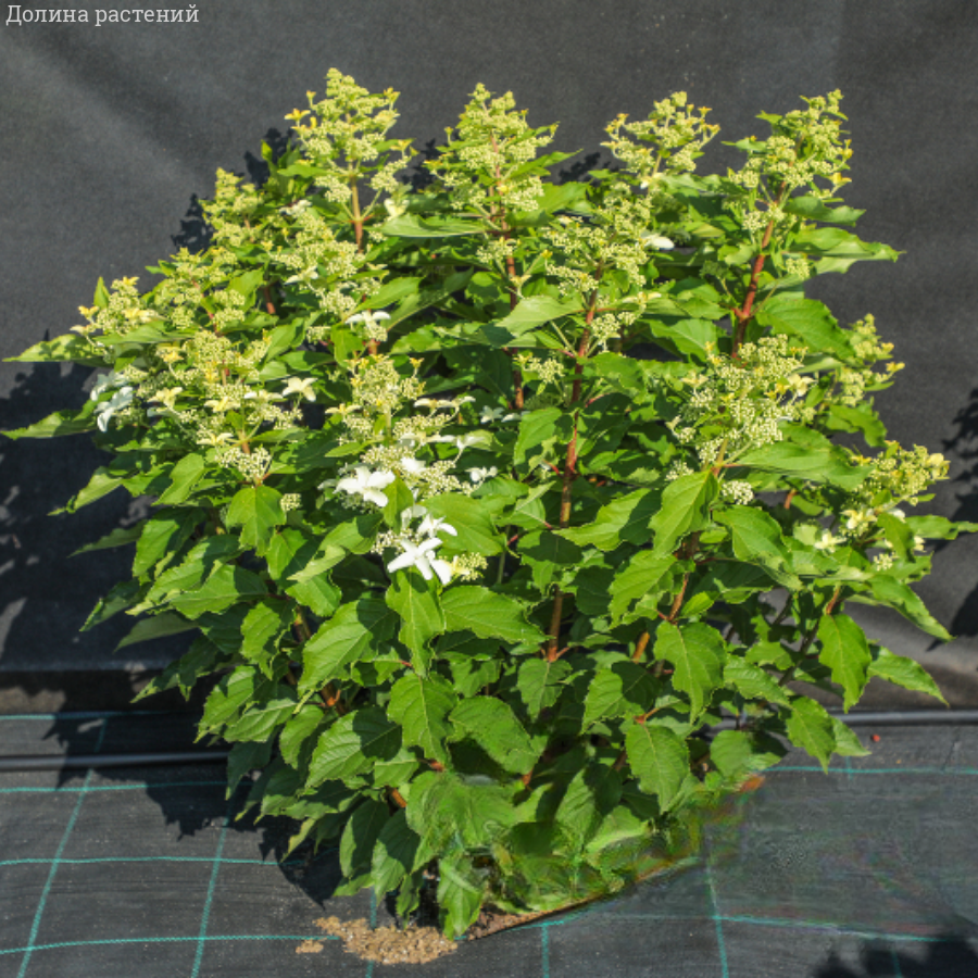 Гортензия метельчатая Дегудо, С2 - Dolinasad.by