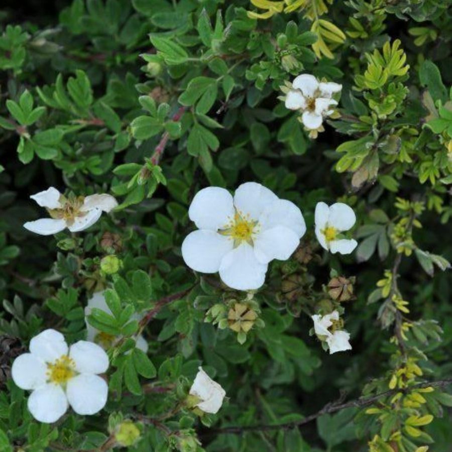 Лапчатка кустарниковая Aбботсвуд, С1,5 - Dolinasad.by