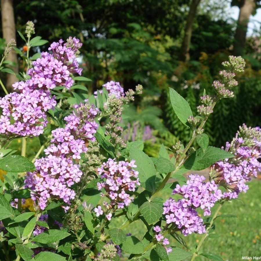 Буддлея Хай Файв Пепл - Dolinasad.by