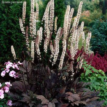 Воронец простой Брюннет - Dolinasad.by