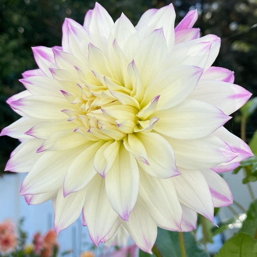 Георгина Фернклифф Иллюжн - Dolinasad.by