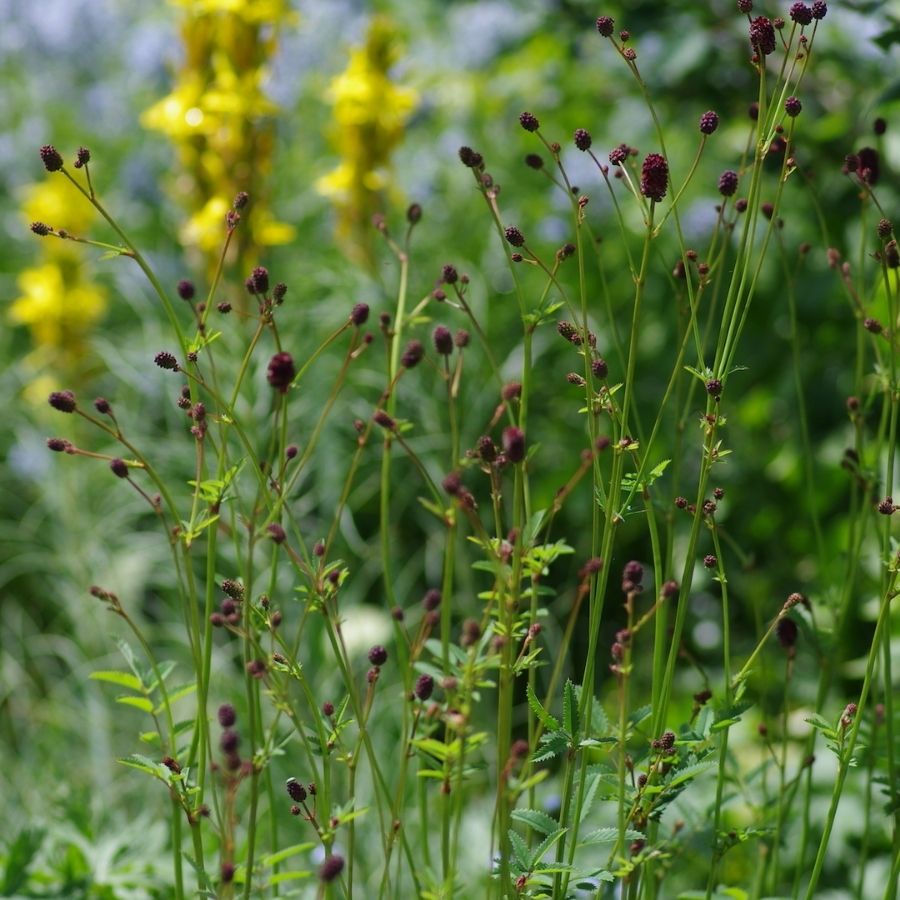 Кровохлебка лекарственная Лум - Dolinasad.by