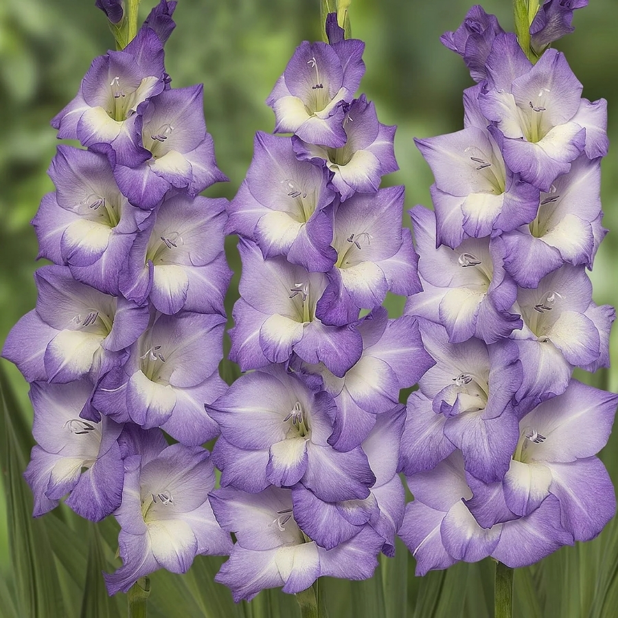 Гладиолус Нори - Dolinasad.by