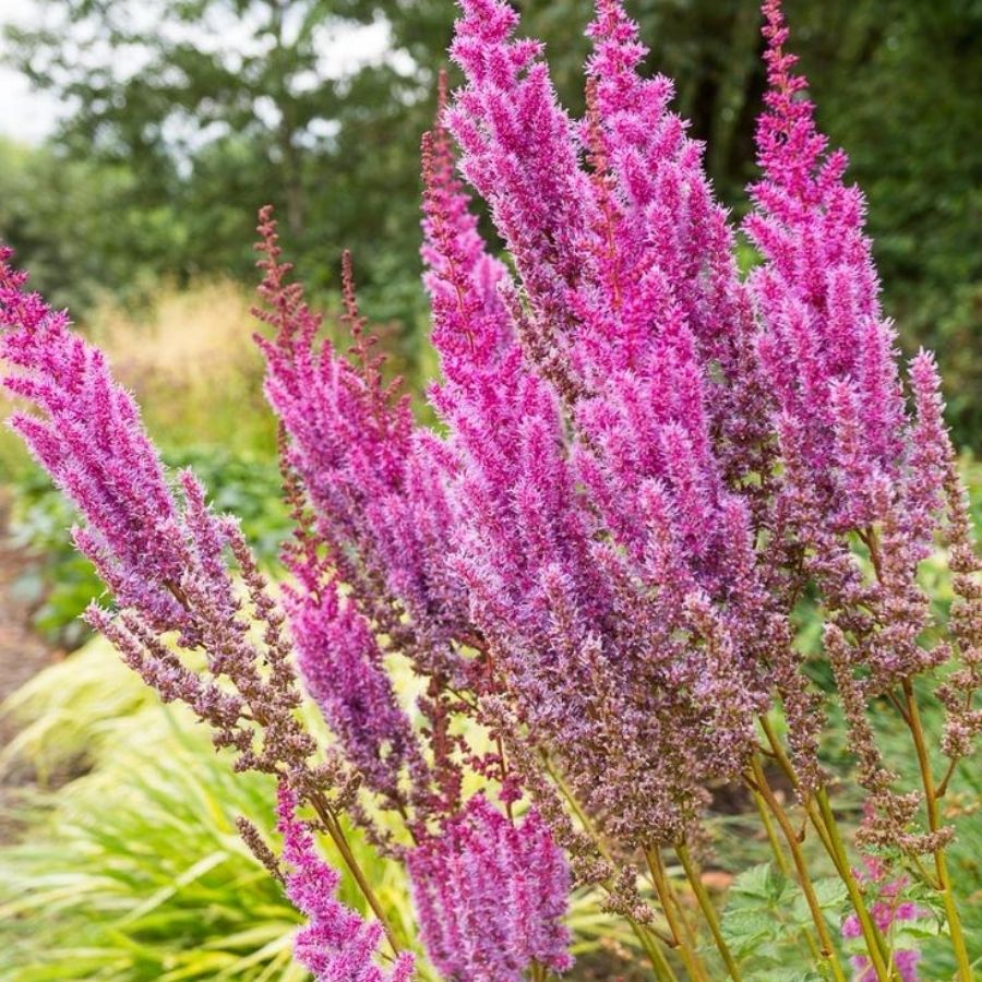 Астильба китайская Пурпуркерце - Dolinasad.by