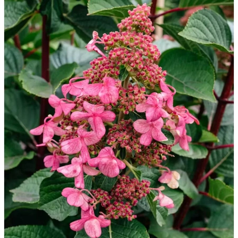 Гортензия метельчатая Инфинити, С3 - Dolinasad.by