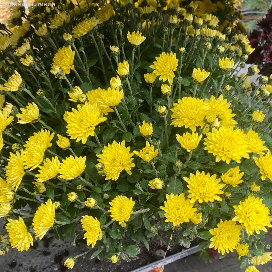 Хризантема мультифлора Бранфонтей Еллоу - Dolinasad.by