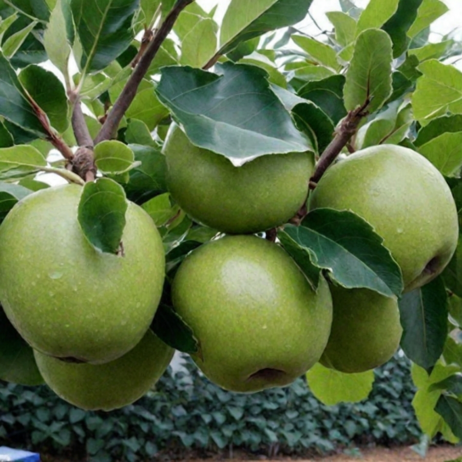 Яблоня Грэнни Смит - Dolinasad.by