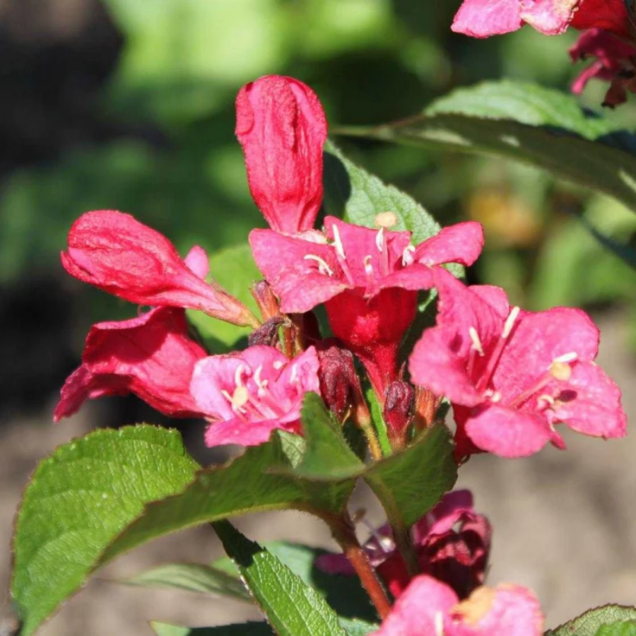 Вейгела Люцефер, С3 - Dolinasad.by