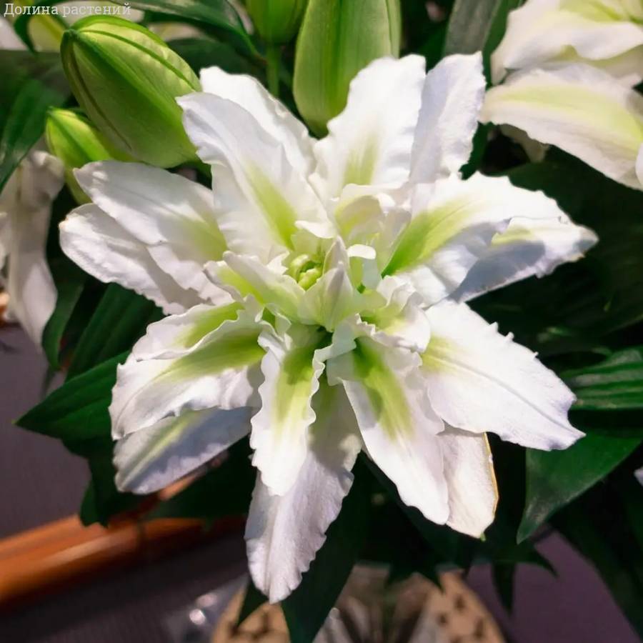 Лилия Роузлили Аиша Лилия Роузлили Аиша - Dolinasad.by