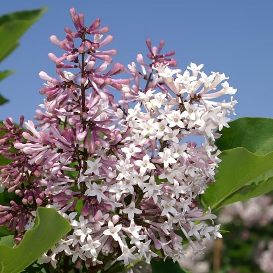 Сирень раскидистая Мисс Ким, С3 - Dolinasad.by