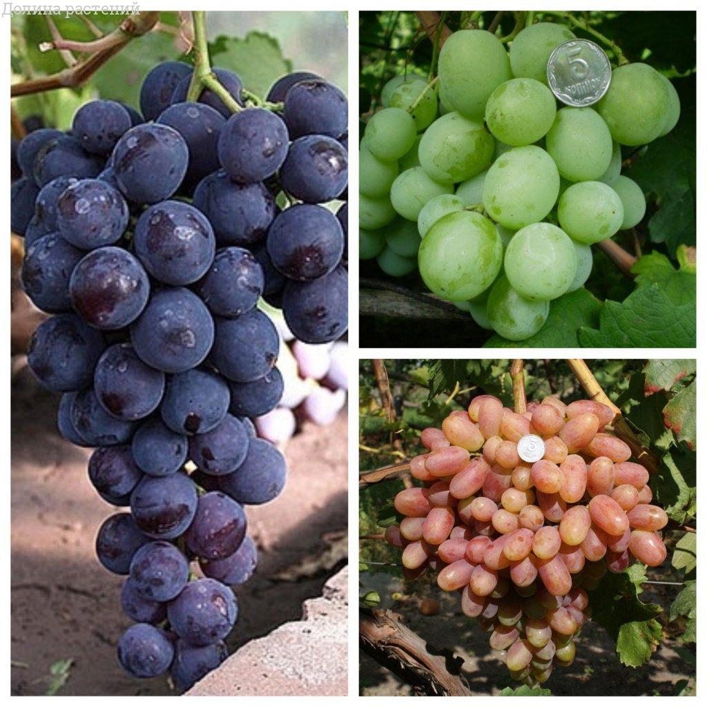 Микс винограда гигантов (1+1=3) фото
