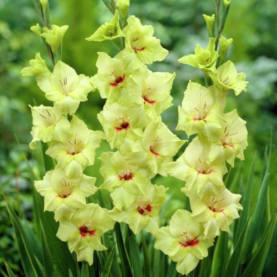 Гладиолус Максиал - Dolinasad.by