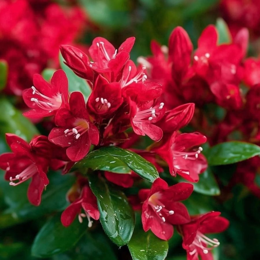 Вейгела Ред Принц, С3 - Dolinasad.by