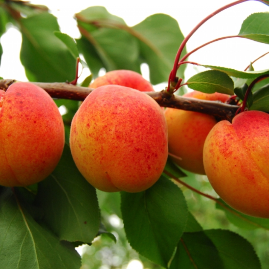 Абрикос Венгерский - Dolinasad.by